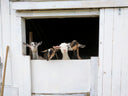 <h2>Meet Swagiest a.k.a Swags, our Iconic Goat.</h2>